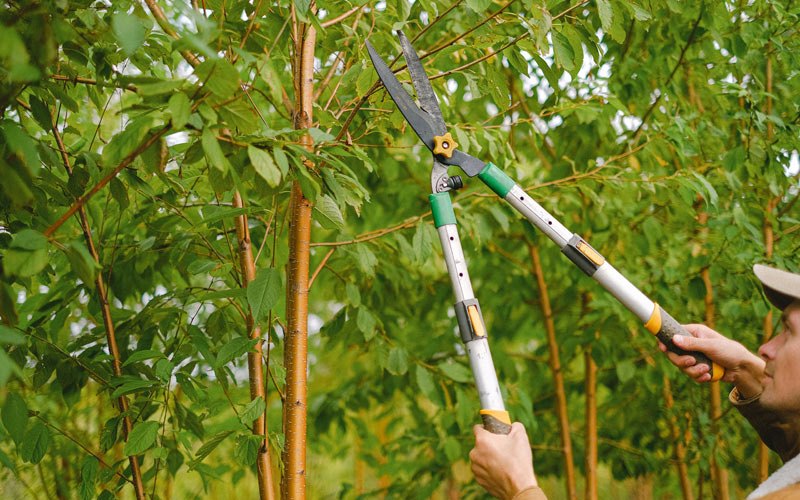 Tree trimming in Altamont, NY