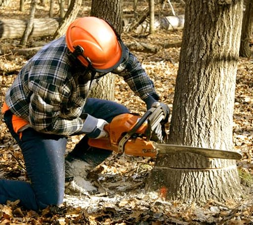 Tree Removal in Altamont, NY